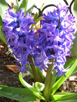 purple hyacinths