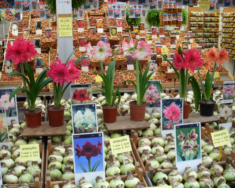 bulbs for sale in Amsterdam