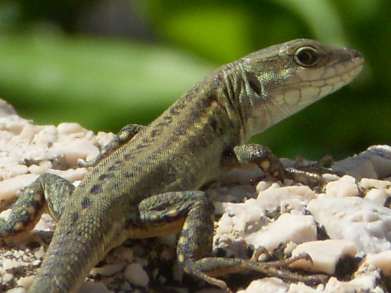 Close-up of an iridescent olive-colored lizard looking back at the camera over his right shoulder.