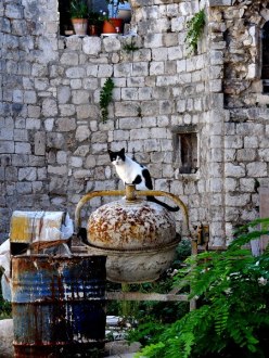 cat on a cement mixer in the middle of a construction site in Dubrovnik