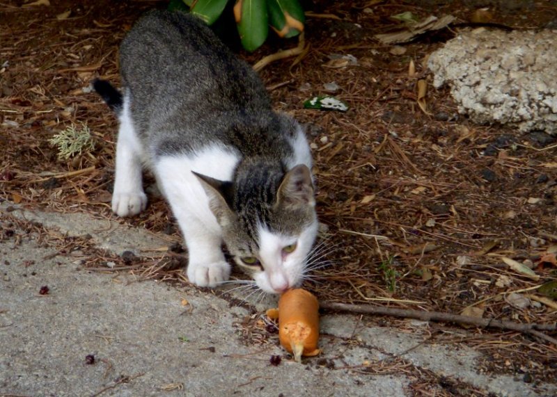 Someone who worked at a nearby hotel had a soft spot for stray cats. He or she would leave food items outside of the dumpster, and at any given time at least half a dozen cats gathered to eat. We saw them every day, at all times of the day and night. Finicky eaters? Not his bunch. 