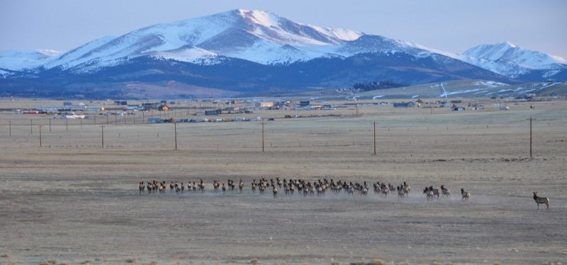 an elk herd stampedes to the small town of fairplay, Colorado