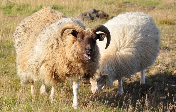 sheep near Thingvellir National Park, Iceland